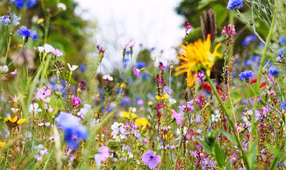 10 loài hoa phụ nữ yêu thích nhất ảnh 6