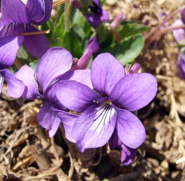 10 loài hoa phụ nữ yêu thích nhất ảnh 10