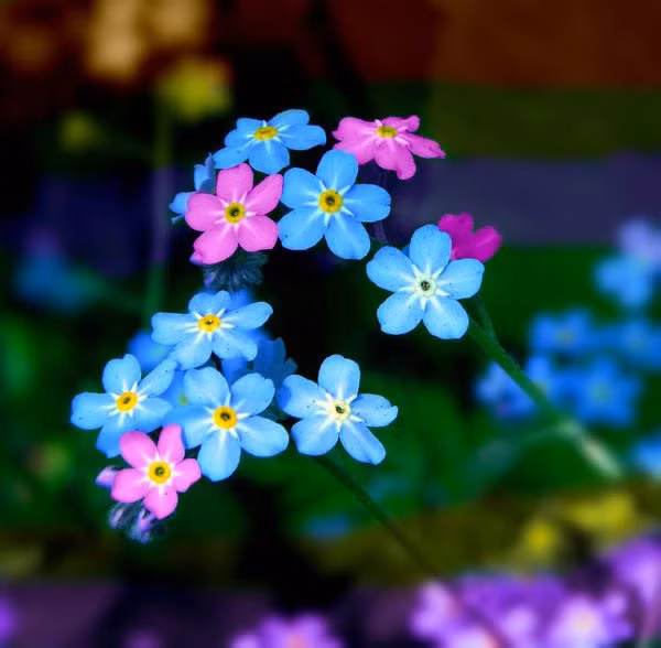 10 loài hoa phụ nữ yêu thích nhất ảnh 5