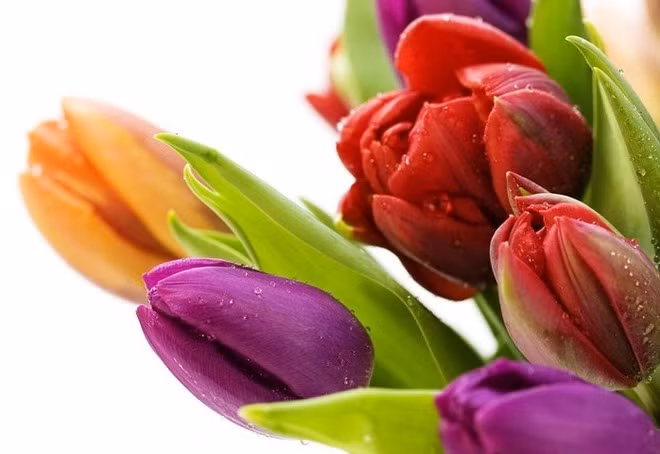 10 loài hoa phụ nữ yêu thích nhất ảnh 3