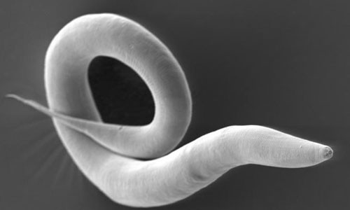 Giun C. Elegans. Ảnh: NG 02sluworm-ngsversion-58778d100-7514-3645