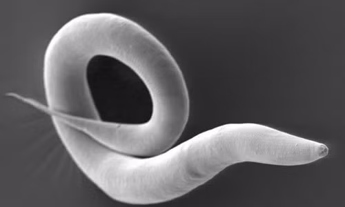 02sluworm-ngsversion-58778d100-7514-3645