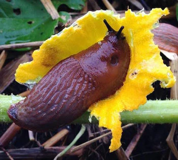 Giun chui vào ruột ốc sên để quá giang