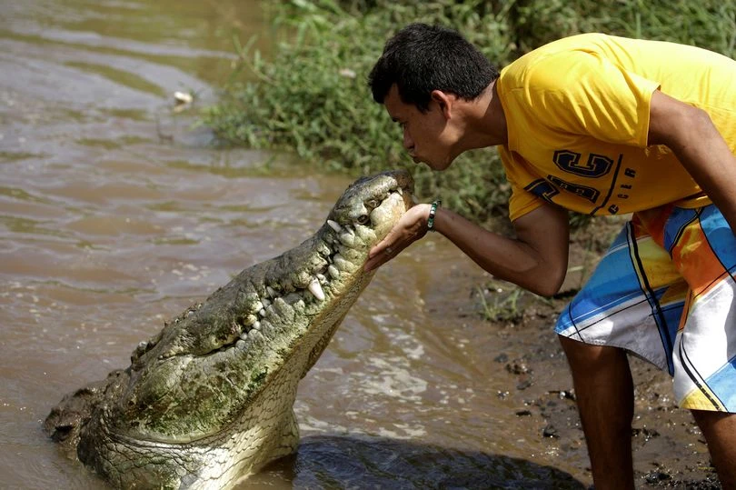 Kinh hãi nhìn người đàn ông... hôn cá sấu