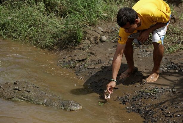 Các du khách thường đến con sông Tarcoles để được ngắm nhìn cá sấu tắm nắng. Các du khách thường đến con sông Tarcoles để được ngắm nhìn cá sấu tắm nắng.