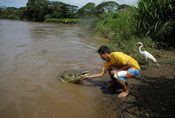 Nam nhân viên này cho rằng, cá sấu không hề dữ tợn như mọi người vẫn nghĩ. Nam nhân viên này cho rằng, cá sấu không hề dữ tợn như mọi người vẫn nghĩ.