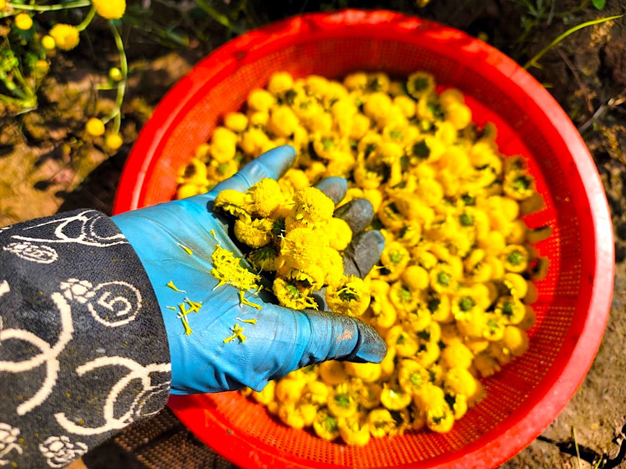 Theo chia sẻ của một chủ vườn, một sào ước tính thu được khoảng 450 kg hoa tươi và 5 - 7 kg hoa tươi mới được 1kg hoa khô. Theo chia sẻ của một chủ vườn, một sào ước tính thu được khoảng 450 kg hoa tươi và 5 - 7 kg hoa tươi mới được 1kg hoa khô.