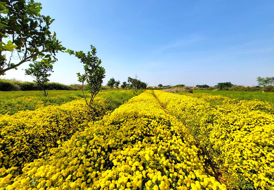 Không chỉ góp phần tạo nên bức tranh thiên nhiên tươi đẹp, hoa cúc chi còn được sấy khô để làm trà hoặc thảo dược kết hợp với các vị thuốc khác, giúp thanh nhiệt, giải độc, mát gan, chữa mất ngủ... Không chỉ góp phần tạo nên bức tranh thiên nhiên tươi đẹp, hoa cúc chi còn được sấy khô để làm trà hoặc thảo dược kết hợp với các vị thuốc khác, giúp thanh nhiệt, giải độc, mát gan, chữa mất ngủ...