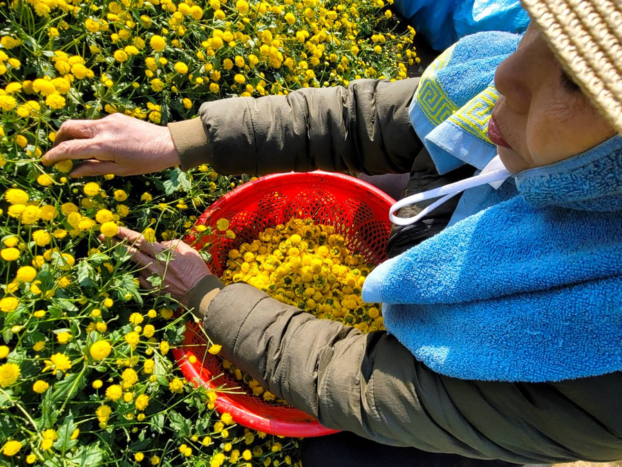Dọc theo những luống hoa cúc chi bạn sẽ được ngắm nhìn cận cảnh người dân đang nhanh tay thoăn thoắt thu, hái những nụ cúc óng vàng. Dọc theo những luống hoa cúc chi bạn sẽ được ngắm nhìn cận cảnh người dân đang nhanh tay thoăn thoắt thu, hái những nụ cúc óng vàng.
