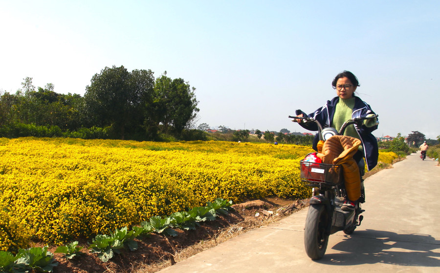 Lạc bước trên con đường dẫn vào cánh đồng cúc chi sẽ khiến bạn ngẩn ngơ trước vẻ đẹp rực rỡ lung linh sắc vàng của loài hoa này. Lạc bước trên con đường dẫn vào cánh đồng cúc chi sẽ khiến bạn ngẩn ngơ trước vẻ đẹp rực rỡ lung linh sắc vàng của loài hoa này.