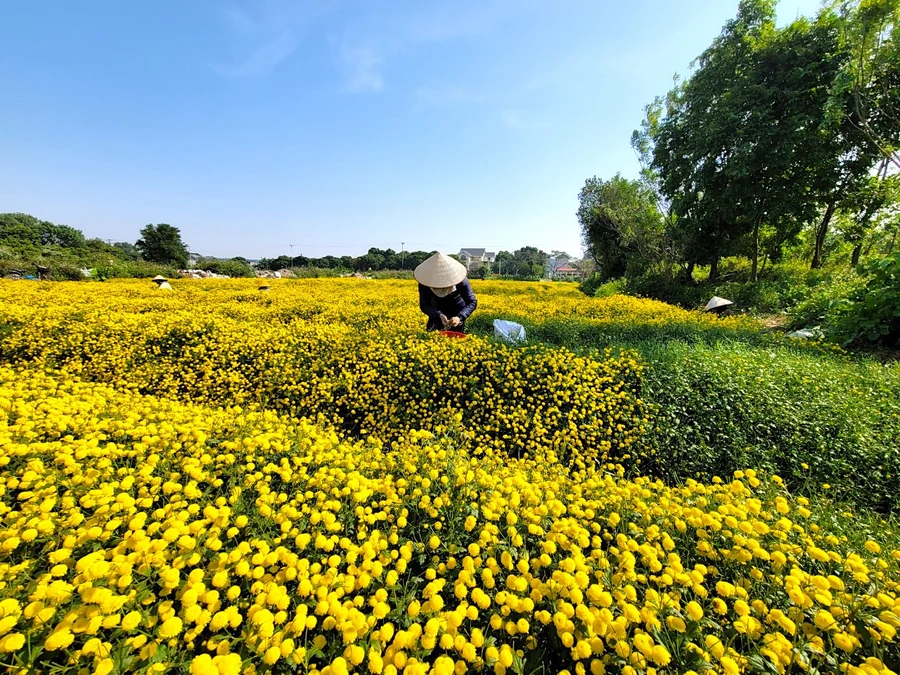 Xao xuyến mùa vàng cúc chi 