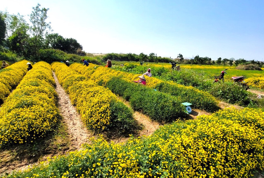 Cúc chi (hay còn gọi là kim cúc, cúc 'tiến vua') là một giống của loài hoa cúc thảo dược. Cúc chi mỗi năm chỉ có một vụ, được trồng từ khoảng tháng 6 dương lịch, mùa thu hoạch rộ lên vào tháng 12 cho đến gần Tết Nguyên đán. Cúc chi (hay còn gọi là kim cúc, cúc 'tiến vua') là một giống của loài hoa cúc thảo dược. Cúc chi mỗi năm chỉ có một vụ, được trồng từ khoảng tháng 6 dương lịch, mùa thu hoạch rộ lên vào tháng 12 cho đến gần Tết Nguyên đán.