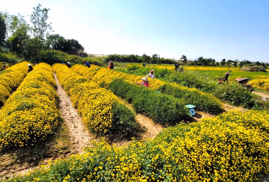 Cúc chi (hay còn gọi là kim cúc, cúc 'tiến vua') là một giống của loài hoa cúc thảo dược. Cúc chi mỗi năm chỉ có một vụ, được trồng từ khoảng tháng 6 dương lịch, mùa thu hoạch rộ lên vào tháng 12 cho đến gần Tết Nguyên đán. Cúc chi (hay còn gọi là kim cúc, cúc 'tiến vua') là một giống của loài hoa cúc thảo dược. Cúc chi mỗi năm chỉ có một vụ, được trồng từ khoảng tháng 6 dương lịch, mùa thu hoạch rộ lên vào tháng 12 cho đến gần Tết Nguyên đán.