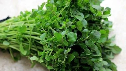 Cải xoong giúp tiêu diệt tế bào ung thư