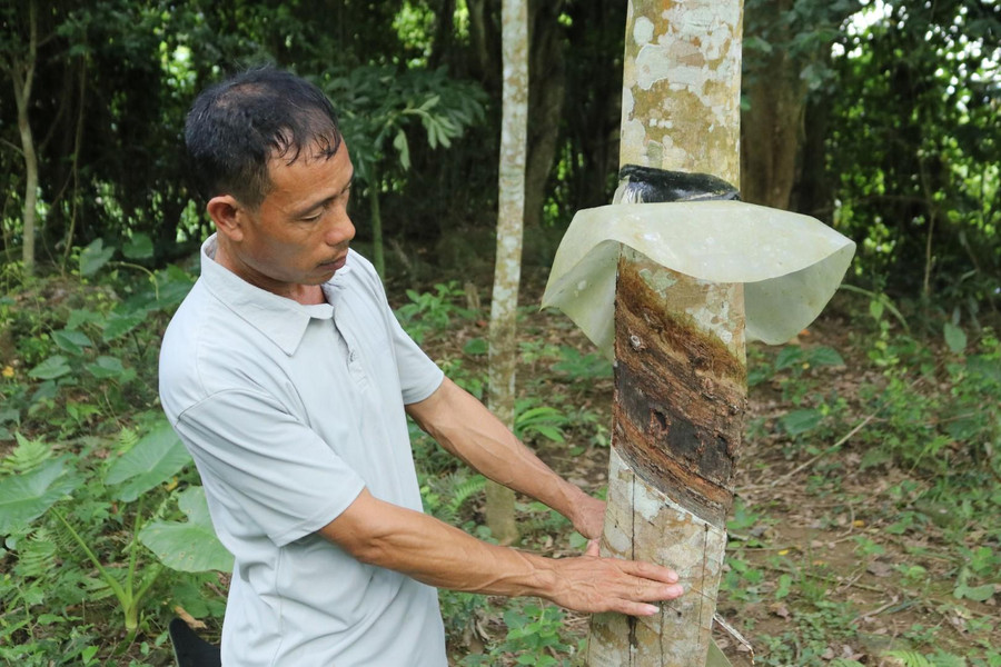 Dù từng nhiều lần gửi đơn thư, kiến nghị nhưng ông Lê Văn Phượng và người dân bản Quang Vinh vẫn chưa đòi được quyền lợi. Dù từng nhiều lần gửi đơn thư, kiến nghị nhưng ông Lê Văn Phượng và người dân bản Quang Vinh vẫn chưa đòi được quyền lợi.
