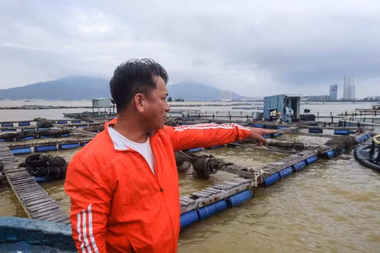 Anh Hồ Thanh Quý (trú phường Nại Hiên Đông, quận Sơn Trà, Đà Nẵng) chỉ về những bè cá của mình.