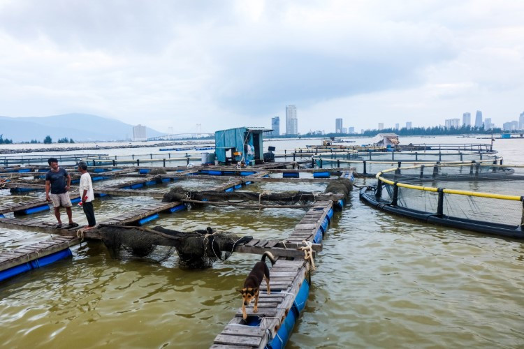 Người dân nuôi cá lồng bè nhưng đang “ngồi trên đống lửa” trước yêu cầu tháo dỡ của thành phố. 