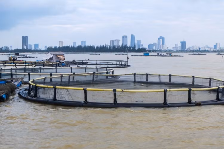 Ngư dân nuôi cá lồng bè ở TP Đà Nẵng.