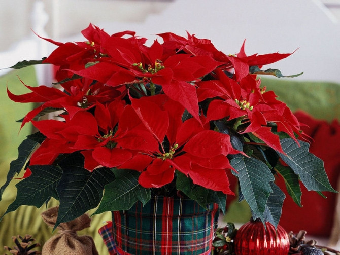 Những loại hoa mang lại may mắn cả năm - Ảnh 2