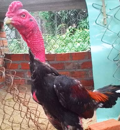 Gà chọi bíp nửa triệu đồng/kg vẫn khan hàng dịp Tết