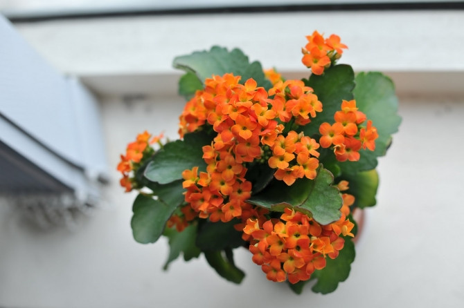 Những loại hoa mang lại may mắn cả năm - Ảnh 4