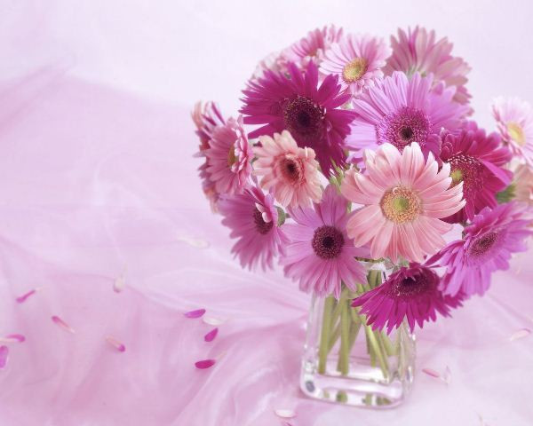 Những loại hoa mang lại may mắn cả năm - Ảnh 1