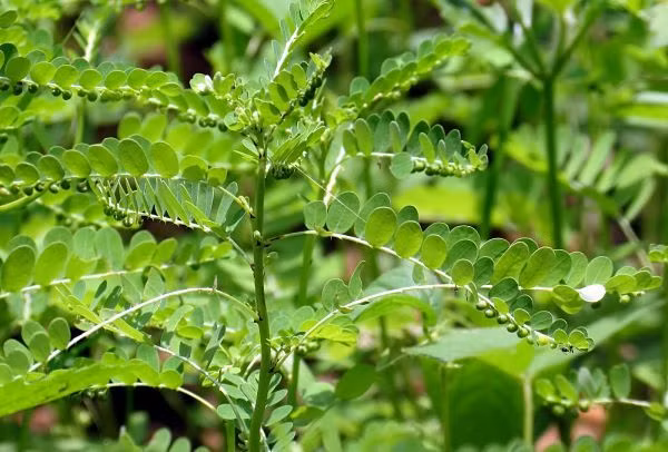 Cây chó đẻ - thần dược giá rẻ trị bách bệnh