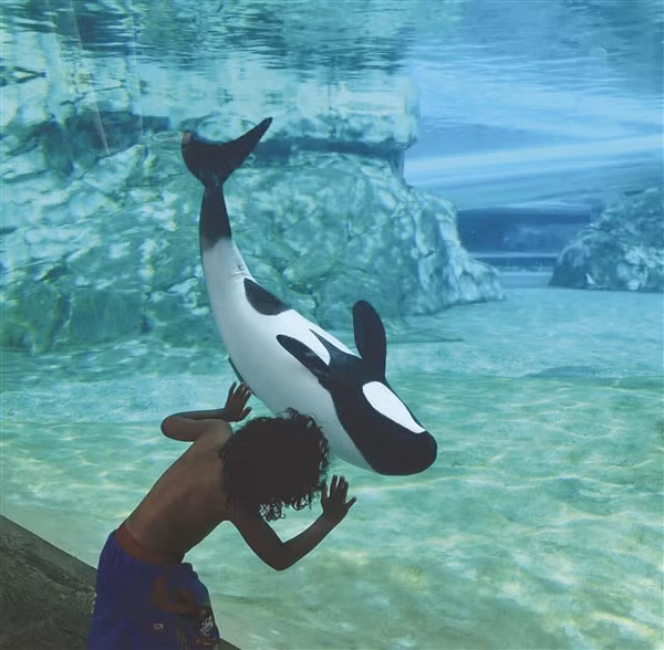 Cá heo thân thiện đáng yêu ảnh 1