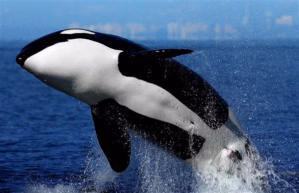 Cá heo thân thiện đáng yêu ảnh 2