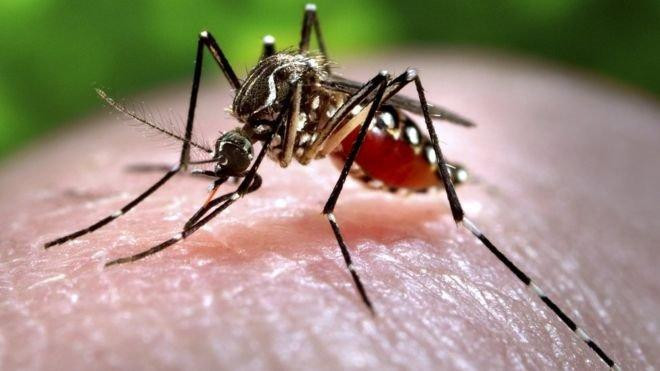 Zika đã gây ra hiện tượng đáng báo động về dị tật bẩm sinh được gọi là hội chứng Zika bẩm sinh. Zika đã gây ra hiện tượng đáng báo động về dị tật bẩm sinh được gọi là hội chứng Zika bẩm sinh.