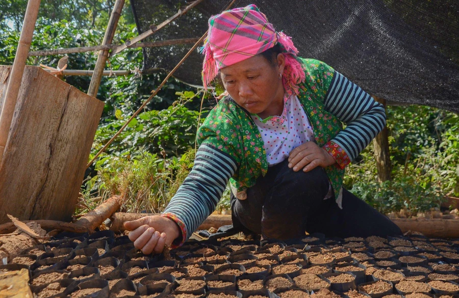 Người dân Tênh Phông đóng bầu, ươm mầm cây để trồng rừng.