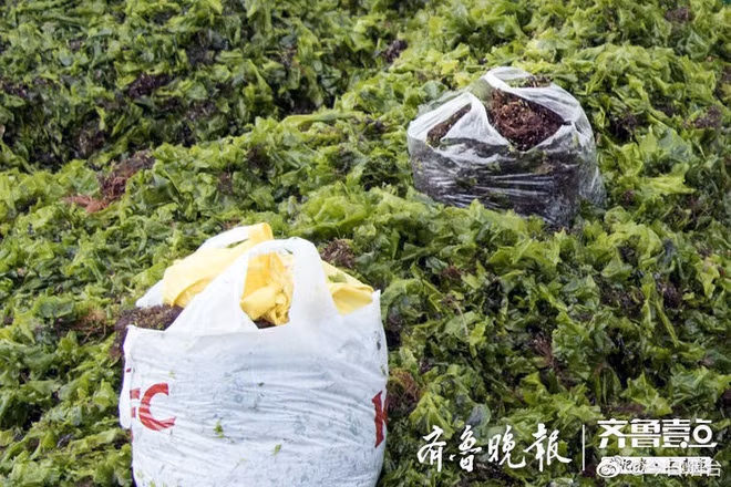 Bão lớn cuốn theo món đồ quý giá đổ vào bờ, người dân đua nhau đi nhặt - Ảnh 8.