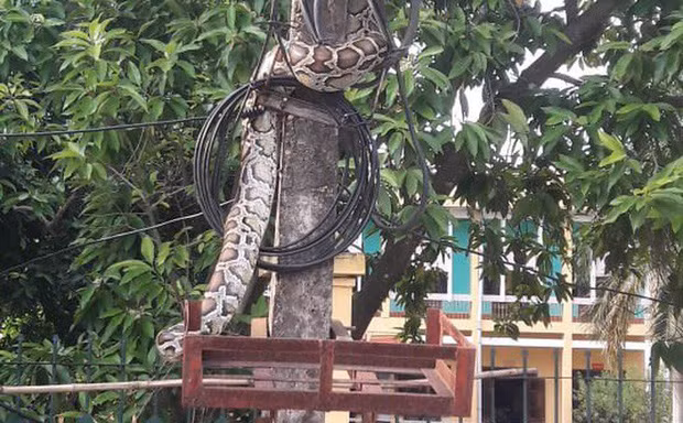 Con trăn vắt vẻo trên cột điện.