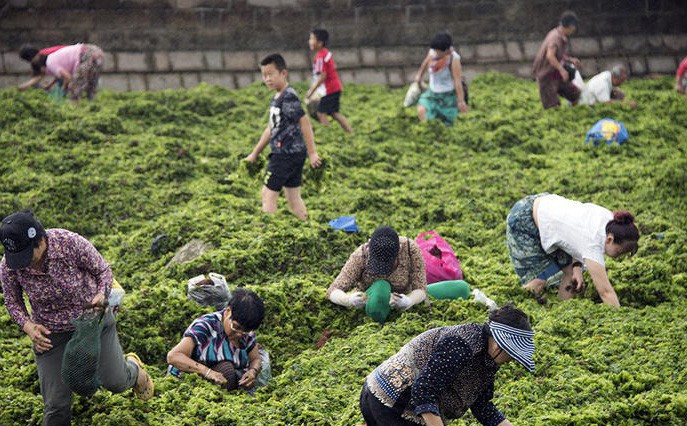 Người dân đua nhau nhặt rong biển.