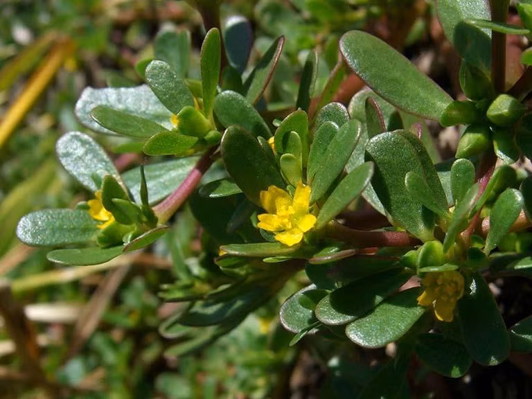 Trà từ rau sam giàu chất oxy hóa, tốt cho sức khỏe.