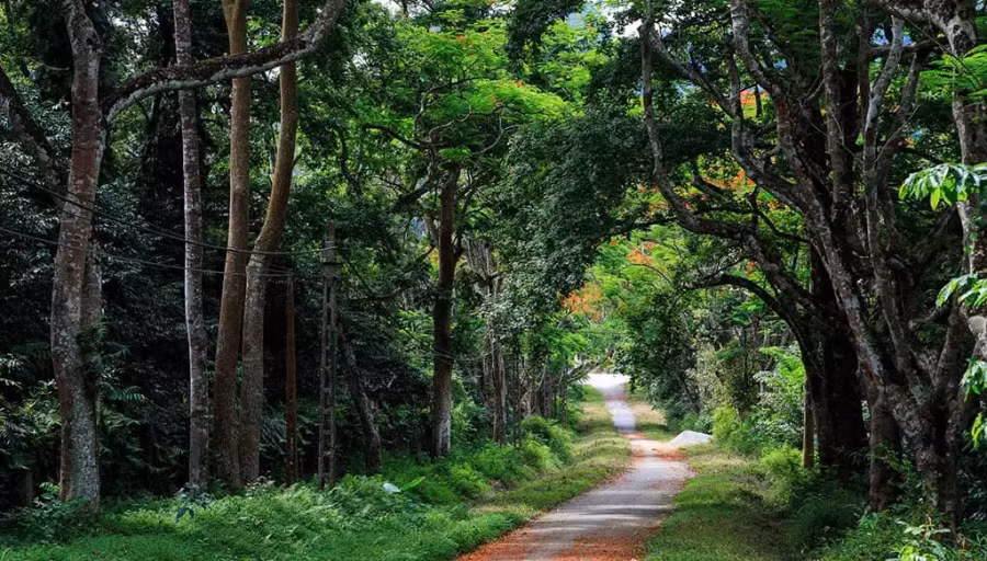 Hà Nội cải tạo hơn 8km đường đến Vườn quốc gia Ba Vì