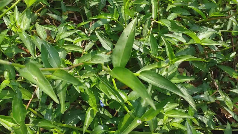 Cây thài lài trắng. Cây thài lài trắng.