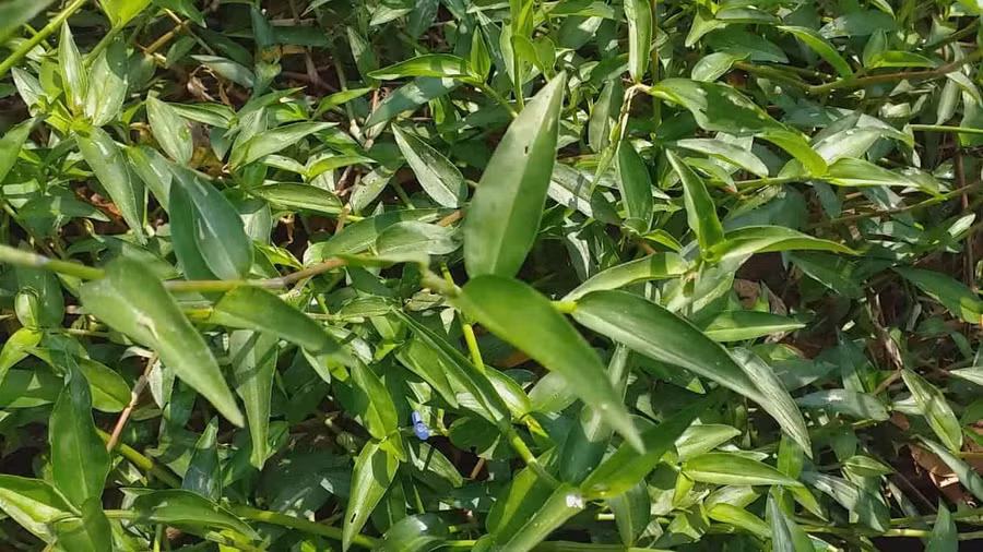 Cây thài lài trắng.