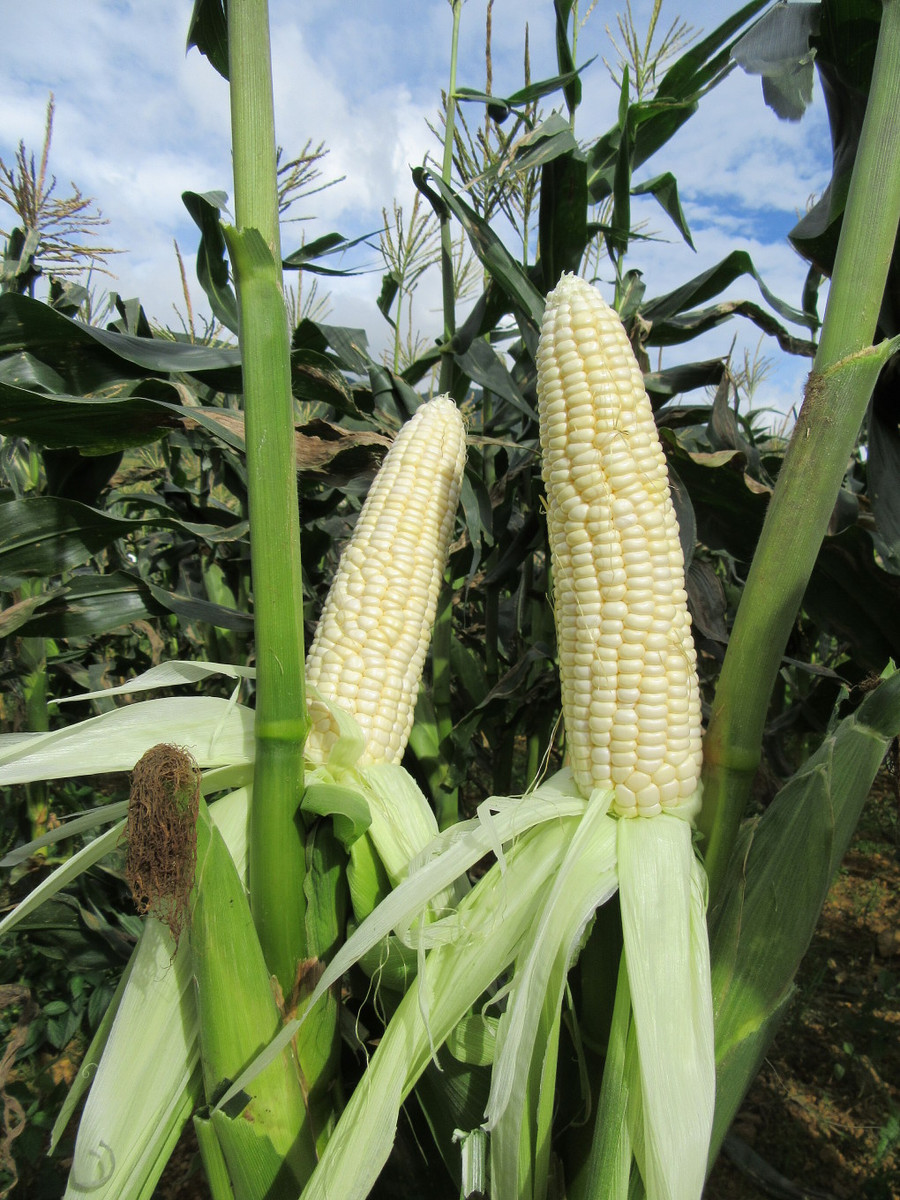 Giống ngô ăn liền như trái cây. Giống ngô ăn liền như trái cây.