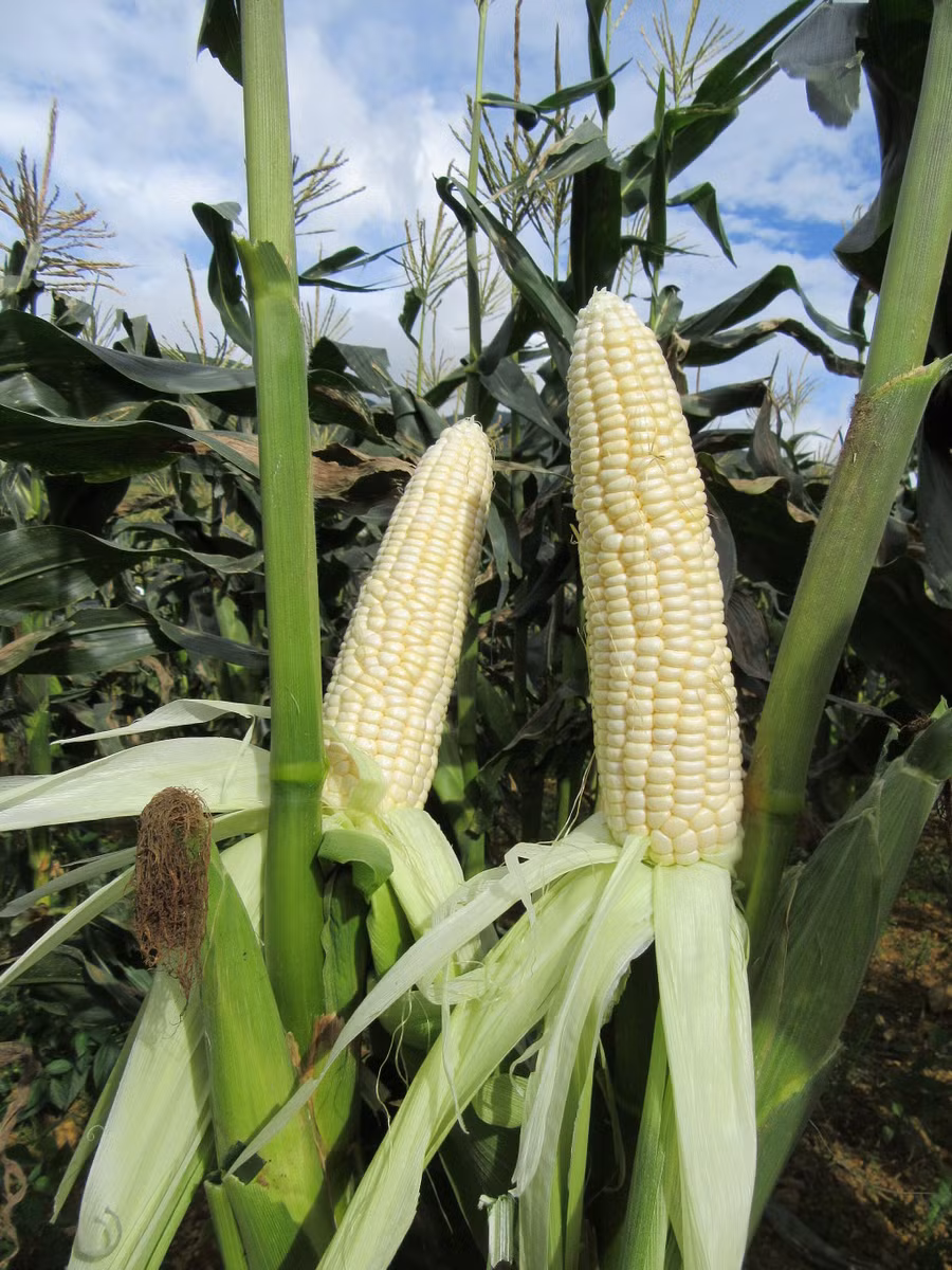 Giống ngô ăn liền như trái cây.