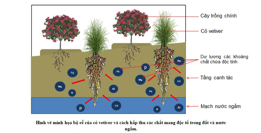Cỏ vetiver có khả năng hút độc chất trong đất, phòng ngừa xói mòn đất. Ảnh minh họa: ITN Cỏ vetiver có khả năng hút độc chất trong đất, phòng ngừa xói mòn đất. Ảnh minh họa: ITN