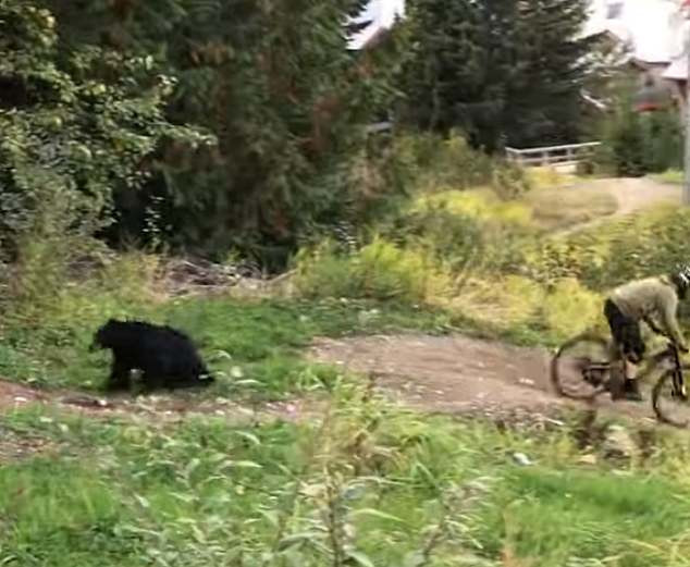 Con gấu không hề hay biết và vẫn tiếp tục ăn cỏ Con gấu không hề hay biết và vẫn tiếp tục ăn cỏ