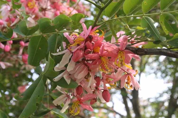 Rực rỡ sắc hoa đào Cát Tiên ảnh 2