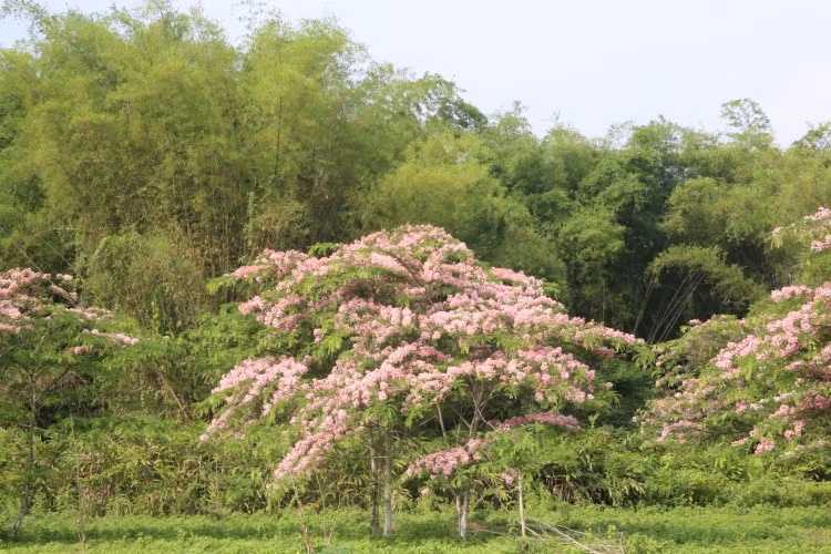 Rực rỡ sắc hoa đào Cát Tiên