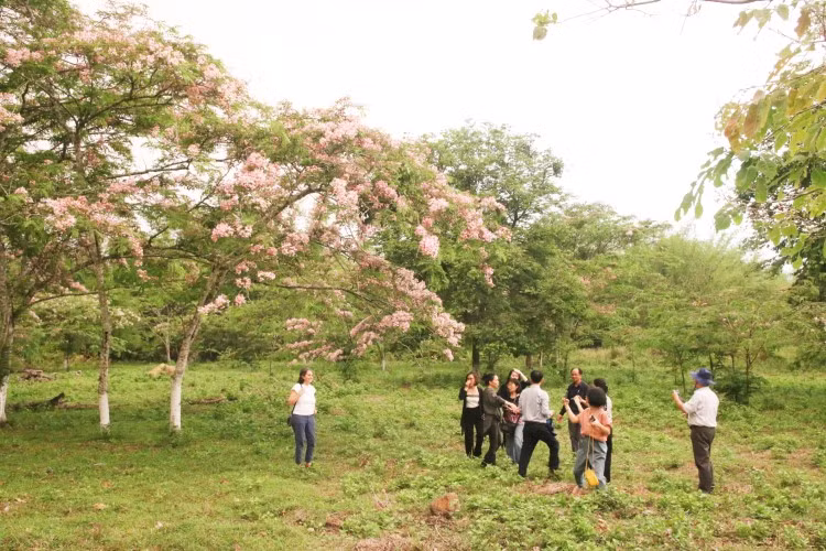 Rực rỡ sắc hoa đào Cát Tiên ảnh 6