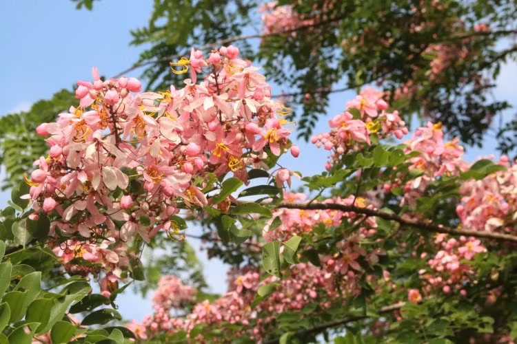 Rực rỡ sắc hoa đào Cát Tiên ảnh 3