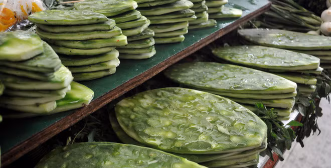 Cây xương rồng được trồng nhiều ở Quảng Nam làm thực phẩm.