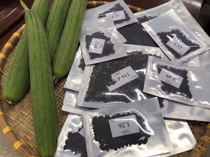 Quả mướp hương thu hoạch từ hạt giống thành phẩm ưu tú được lai tạo.