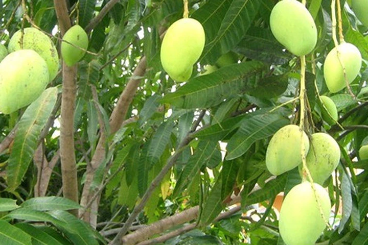 Ngạc nhiên với công dụng chữa bệnh tuyệt vời của lá xoài