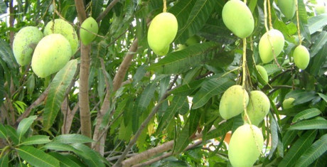 Ngạc nhiên với công dụng chữa bệnh tuyệt vời của lá xoài - Ảnh 1 Ngac nhien voi cong dung chua benh tuyet voi cua la xoai - Anh 1